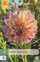 Dahlia kameleon - thumbnail