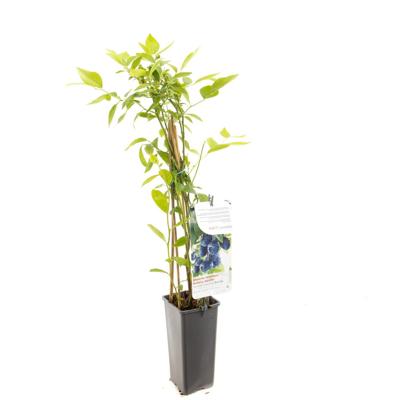 Blauwe bosbes Vaccinium cor. Bluecrop