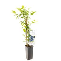 Blauwe bosbes Vaccinium cor. Bluecrop - thumbnail