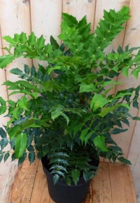 Nandina Hemelse bamboe groot 90 cm - Warentuin natuurlijk