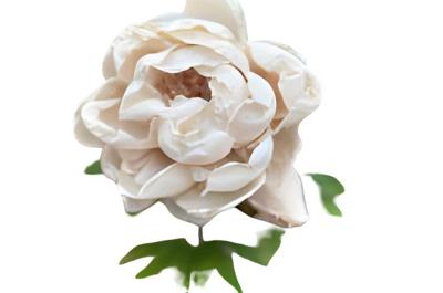 Enkele pioen beige Buitengewoon de Boet - Buitengewoon de boet Enkele pioen beige Buitengewoon de Boet - Buitengewoon de boet