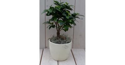 Bonsai Ficus microcarpa creme pot 30 cm Warentuin Natuurlijk - Warentuin natuurlijk