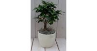 Bonsai Ficus microcarpa creme pot 30 cm Warentuin Natuurlijk - Warentuin natuurlijk - thumbnail