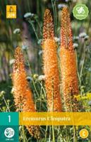 Eremurus cleopatra - thumbnail