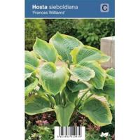 Hartlelie (hosta sieboldiana "Frances Williams") schaduwplant - 12 stuks - thumbnail