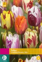 Tulp flaming beauty mix 15 bollen - thumbnail