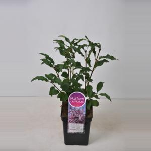 Sering (syringa villosae "Lark Song") - 50-70 cm - 1 stuks Sering (syringa villosae "Lark Song") - 50-70 cm - 1 stuks