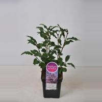 Sering (syringa villosae "Lark Song") - 50-70 cm - 1 stuks - thumbnail