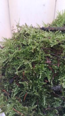 Platmos plaatmos vers in bakje/zakje mos Warentuin Natuurlijk - Warentuin natuurlijk Platmos plaatmos vers in bakje/zakje mos Warentuin Natuurlijk - Warentuin natuurlijk