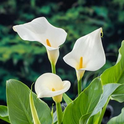 Witte aronskelk (Zantedeschia aethiopica) moerasplant. (6-stuks)