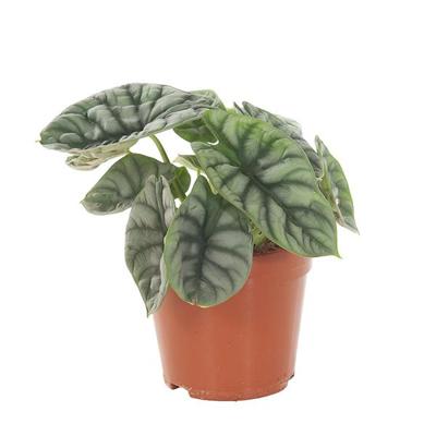 Alocasia Silver Dragon - P12 Alocasia Silver Dragon - P12