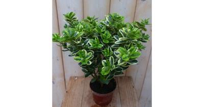 3 stuks! Veronica Hebe Andersonii paars bont en groen blad Warentuin Natuurlijk - Warentuin natuurlijk