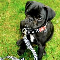 Max & Molly 117009 hond & kat riem 1,6 m Zwart, Wit Nylon Standaard riem - thumbnail