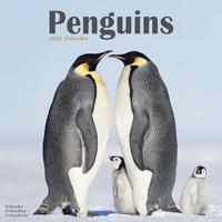 Penguins Calendar 2026 Square Animal Wall Calendar - 16 Month - thumbnail