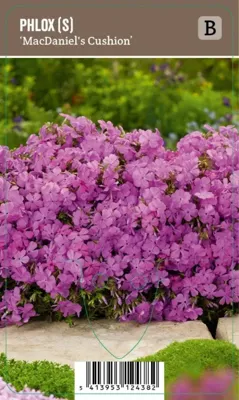 V.I.P.S. Phlox paniculata ''MacDaniels Cushion'' - Phlox (P9)