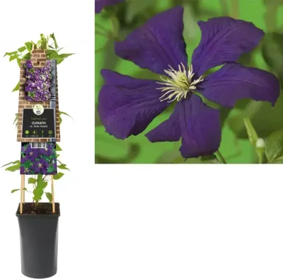 Klimplant Clematis vit. Etoile Violette - Paarse Bosrank