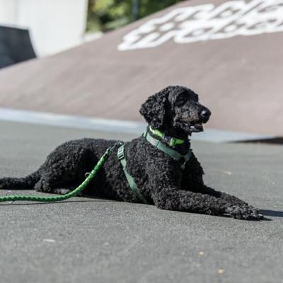 Hondenriem Trixie L 3 m Zwart