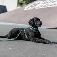 Hondenriem Trixie L 3 m Zwart - thumbnail