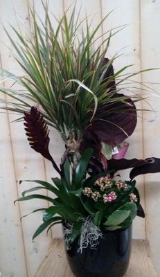 Calathea plantenbakje binnen Pauwenplant zwarte pot Warentuin Natuurlijk - Warentuin natuurlijk