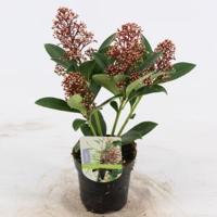 Skimmia (Skimmia Japonica “Bonfire”®) heester - 15-20 cm (P9,5) - 18 stuks - thumbnail