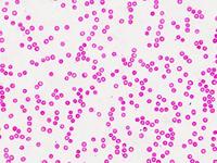 BRESSER Microscoop preparaten 30 stuks - Histologie - thumbnail