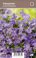 V.I.P.S. Campanula portenschlagiana - kruipend klokje p9 - thumbnail