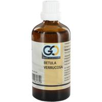 GO Betula verrucosa - thumbnail