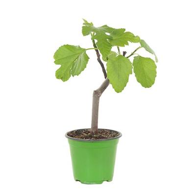 Vijgenboom - Ficus Carica - P14