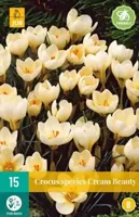 Crocus cream beauty 15 stuks - thumbnail