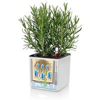 Lechuza Green Wall Home Kit Leisteengrijs - thumbnail