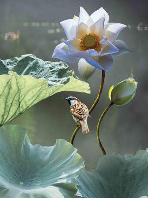 Lotus mus 50x70cm Tuinschilderij Customize-it - Customize it