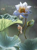 Lotus mus 50x70cm Tuinschilderij Customize-it - Customize it - thumbnail