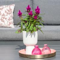 Celosia Deep Purple - P12 - thumbnail