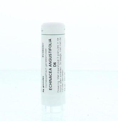 Homeoden Heel Echinacea angustifolia D6 6 Gram