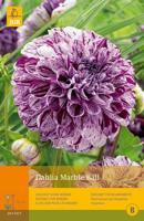 Dahlia marble ball 1st bloembol zomer Dahlia JUB - Jub - thumbnail