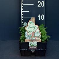 Klokjesbloem (campanula carpatica "White Clips") bodembedekker - 4-pack - 1 stuks - thumbnail