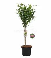 Hibiscus Woodbridge - thumbnail