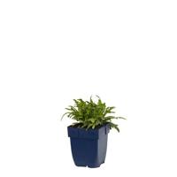 Prunella grandiflora vaste plant Griffioen - Griffioen - thumbnail