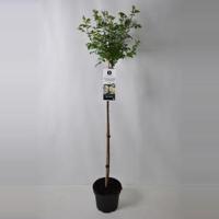 Treurroos op stam (rosa "Guirlande d'Amour"®) - thumbnail