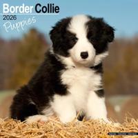 Border Collie Puppies Calendar 2026 Square Dog Puppy Breed Wall Calendar - 16 Month - thumbnail