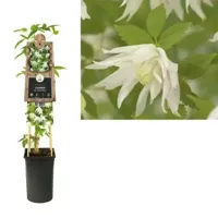 Klimplant Clematis Albina Plena - Witte Bosrank - thumbnail