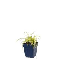 Carex oshimensis Evergold vaste plant Griffioen - Griffioen - thumbnail