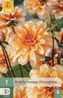 Dahlia orange perception bloembol 1 stuk Dahlia JUB - Jub - thumbnail