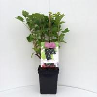 Jostabes (ribes nigrum "Jostabes") fruitplanten - In 5 liter pot - 1 stuks - thumbnail