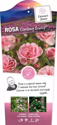 Klimrozen Climbing Bonica - Roze klimroos Klimrozen Climbing Bonica - Roze klimroos