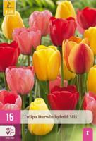 Tulp darwin hybrid mix 15 bollen - thumbnail