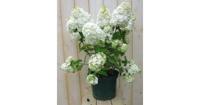 Pluim Hortensia Hydrangea Wit Warentuin Natuurlijk - Warentuin natuurlijk - thumbnail