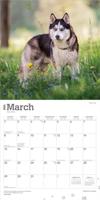 Siberian Husky Kalender 2026 - thumbnail