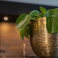 Pot Fabio brass antique D13 H15 - thumbnail