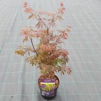 Japanse esdoorn (Acer palmatum "Trompenburg") heester - thumbnail